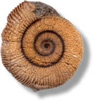 Vitalität. Esence of life! Ammonit 4